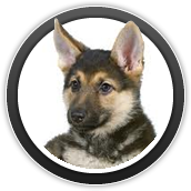 dog grooming