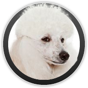 dog grooming