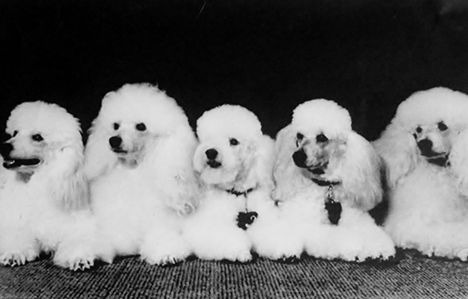 Dog Grooming