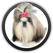 dog grooming