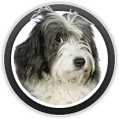 dog grooming